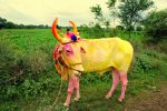 vaca-sagrada-india-1-150x100.jpeg