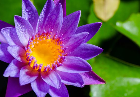 beautiful-purple-lotus-flower-556x385.jpg