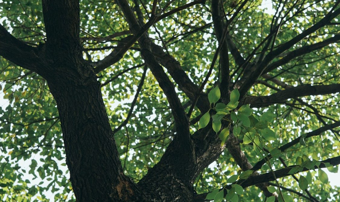 Camphor Tree
