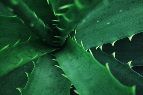 Close up of an aloe plant