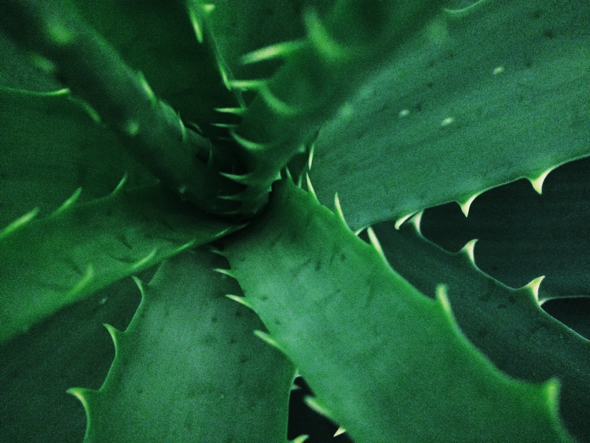 Close up of an aloe plant