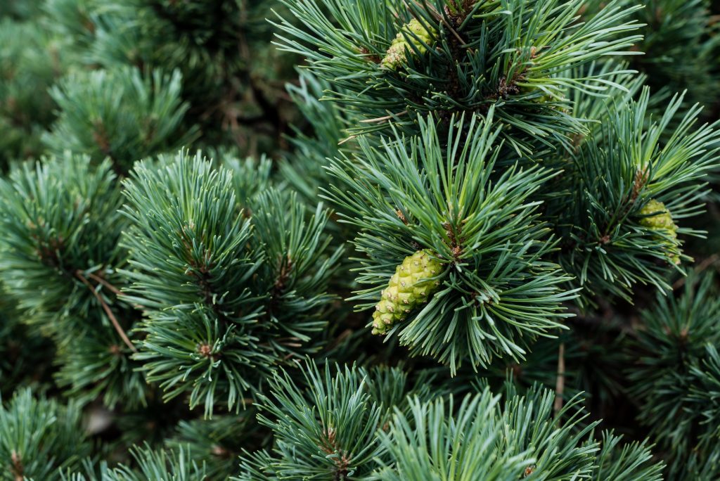 close up of needles on green pine tree with pine cones in summer
