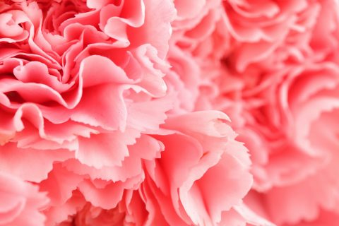 Pink carnation flower close up