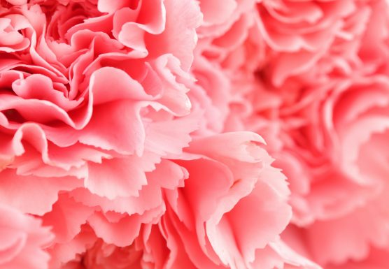 pink-carnation-flower-close-up-556x385.jpg