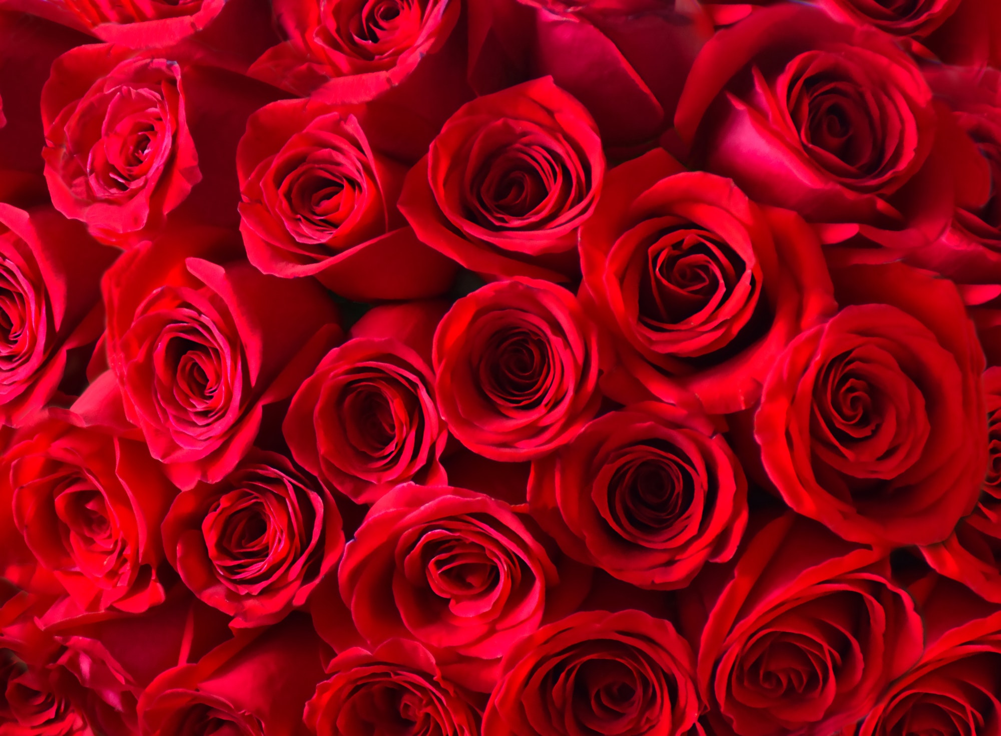 Red roses bouquet background