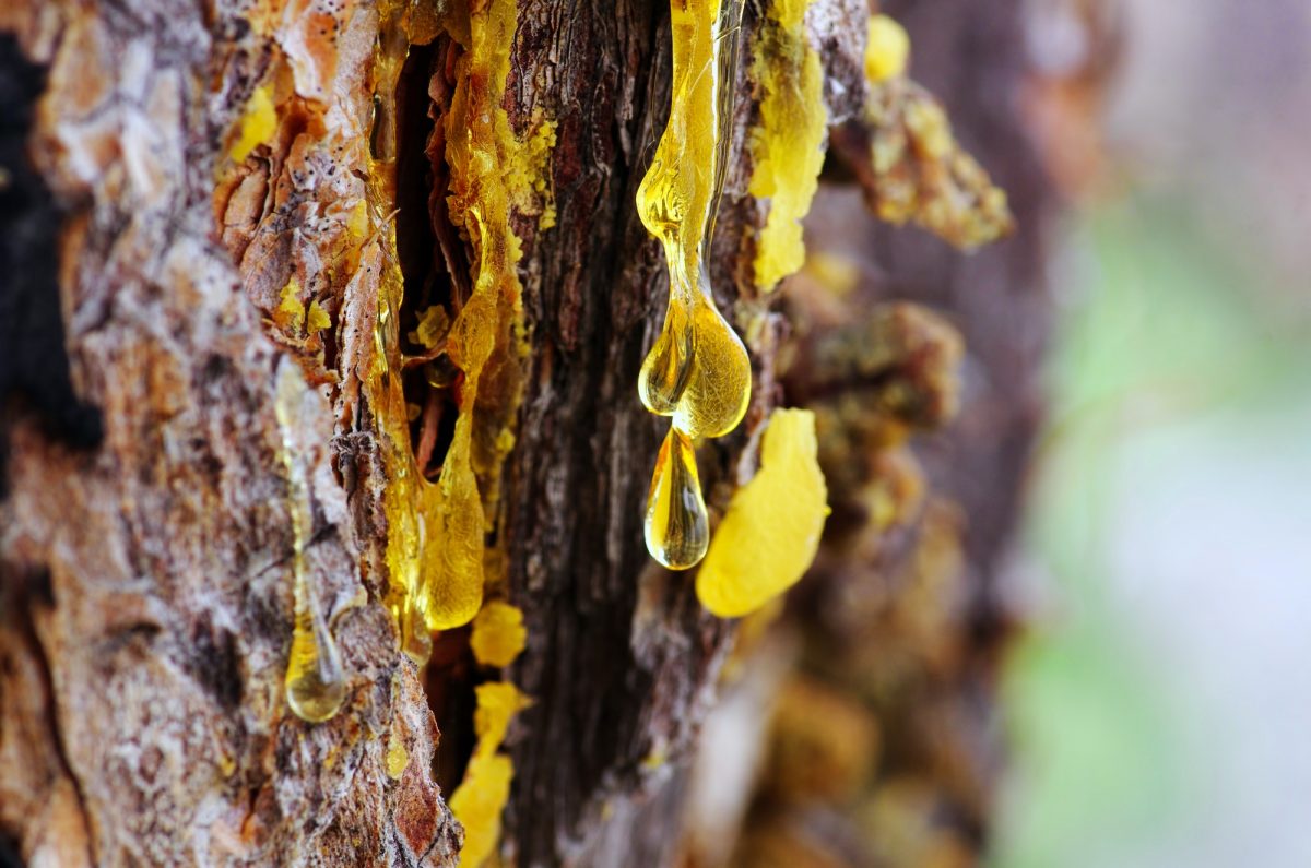 Yellow amber drop of resin close-up on a conifer tree